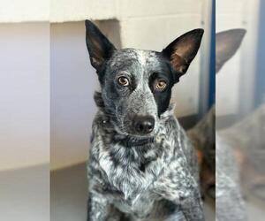 Texas Heeler-Unknown Mix Dogs for adoption in Visalia, CA, USA