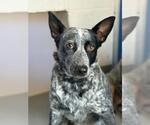 *GWEN - Female Texas Heeler-Unknown Mix Dog for Adoption - Small photo
