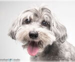Small Maltipoo