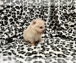 Small Photo #19 Pomeranian Puppy For Sale in HAYWARD, CA, USA