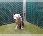 Small American Pit Bull Terrier