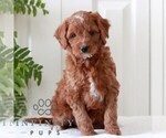 Small #2 Goldendoodle (Miniature)