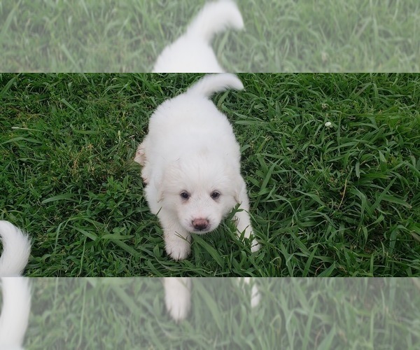 Medium Photo #8 Great Pyrenees Puppy For Sale in SHELBYVILLE, TN, USA