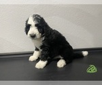 Small Photo #2 Bernedoodle Puppy For Sale in ANNA, TX, USA