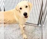 A663145 - Male GIANT SCHNAUZER -Unknown Mix Dog for Adoption - Small photo
