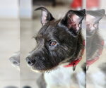 Small #1 American Staffordshire Terrier Mix