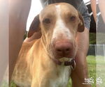 Small #4 Labrador Retriever Mix