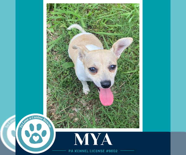 Medium Photo #4 Chihuahua-Unknown Mix Puppy For Sale in Kimberton, PA, USA