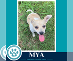 Small #3 Chihuahua Mix