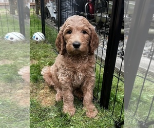 Goldendoodle Puppy for sale in PUYALLUP, WA, USA