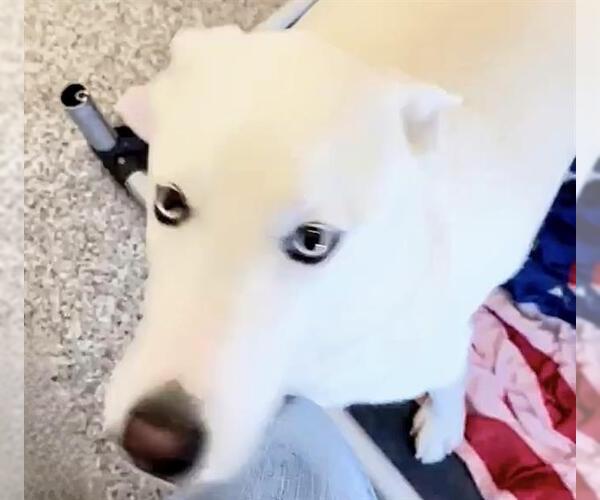 Medium Photo #1 Labsky Puppy For Sale in Houston, TX, USA