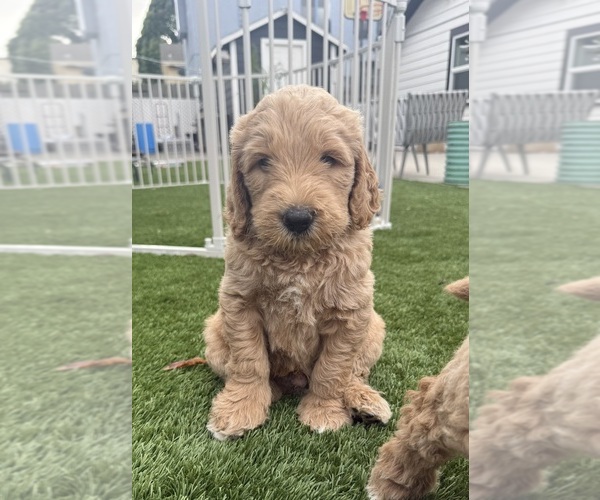 Medium Photo #1 Goldendoodle Puppy For Sale in OAKLAND, CA, USA