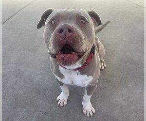Mutt Dogs for adoption in Martinez, CA, USA