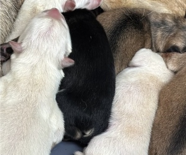 Medium Photo #8 German Shepherd Dog-Wolf Hybrid Mix Puppy For Sale in NEW BERN, NC, USA