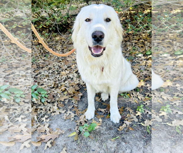 Medium Photo #2 Great Pyrenees Puppy For Sale in Spring, TX, USA