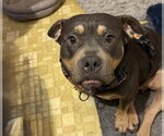 Small #1 Bulldog Mix