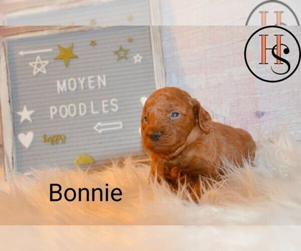 Medium Photo #1 Poodle (Miniature) Puppy For Sale in NORTH ADAMS, MI, USA