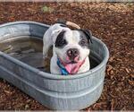 Small #1 American Staffordshire Terrier