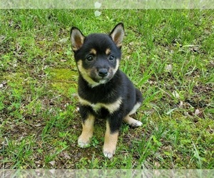 Shiba Inu Puppy for sale in CLARK, MO, USA