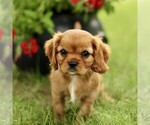 Small #2 Cavalier King Charles Spaniel