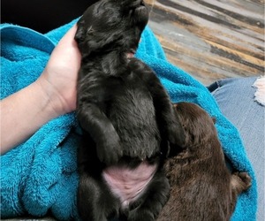 Labrador Retriever Puppy for Sale in BENTS FORT, Colorado USA