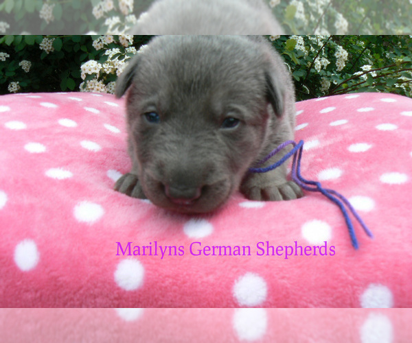 Medium Photo #2 German Shepherd Dog Puppy For Sale in PIEDMONT, MO, USA