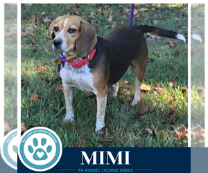 Mimi (Beagle Buddies) 102426 - Female Beagle Dog for Adoption - Photo #4