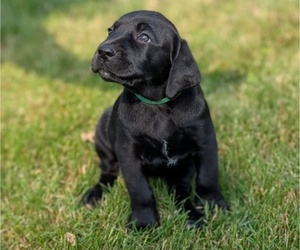 Medium Great Dane-Labrador Retriever Mix