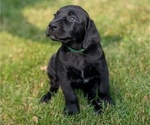 Puppy GiGi Great Dane-Labrador Retriever Mix
