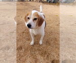 Small #5 Beagle
