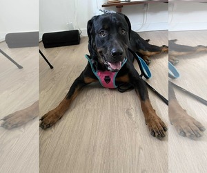 Snow - Female Rottweiler-Unknown Mix Dog for Adoption - Photo #5