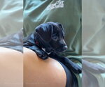 Small #3 Miniature Schnauzer Mix