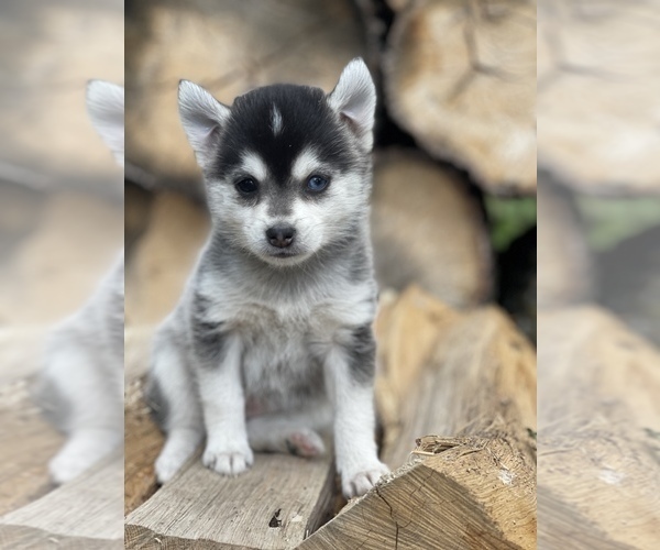 Medium Photo #25 Alaskan Klee Kai-Pomsky Mix Puppy For Sale in STAPLES, MN, USA