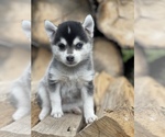 Small Photo #25 Alaskan Klee Kai-Pomsky Mix Puppy For Sale in STAPLES, MN, USA