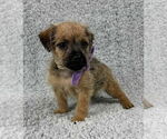 Small #1 Chihuahua Mix
