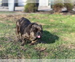 Small #4 Miniature Bull Terrier Mix