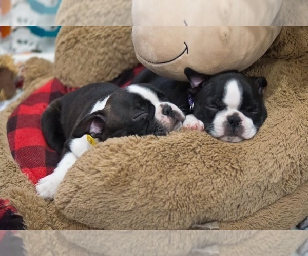 Medium Photo #3 Boston Terrier Puppy For Sale in CRYSTAL, MN, USA