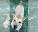 Small #4 Carolina Dog Mix