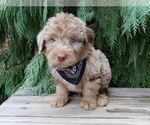Small #3 Labradoodle