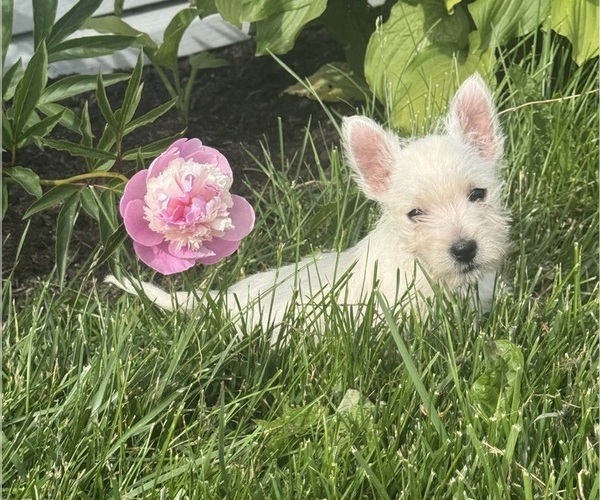 Medium Photo #3 West Highland White Terrier Puppy For Sale in CANOGA, NY, USA