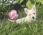 Small #2 West Highland White Terrier
