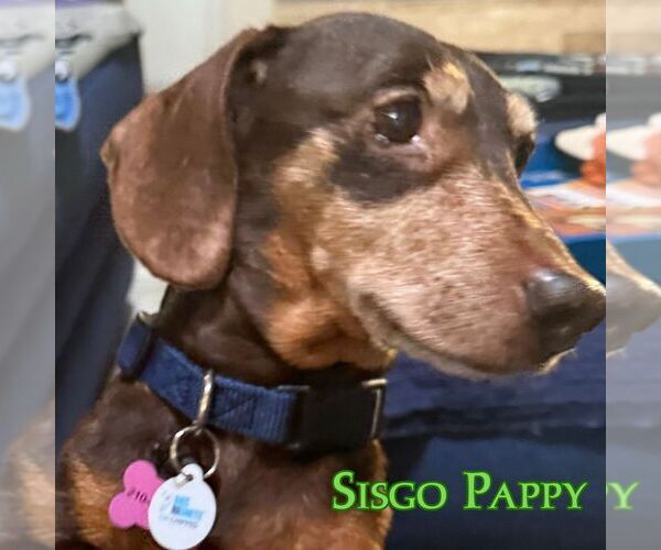 Medium Photo #3 Dachshund Puppy For Sale in San Antonio, TX, USA