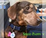 Small #2 Dachshund