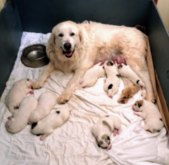 Great Pyrenees Puppy for sale in CORNVILLE, AZ, USA