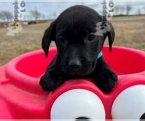 Labrador Retriever Puppy for sale in SANGER, TX, USA