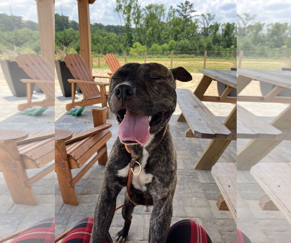 Medium Photo #2 American Pit Bull Terrier-Unknown Mix Puppy For Sale in Rockaway, NJ, USA