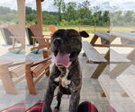 Small #1 American Pit Bull Terrier Mix