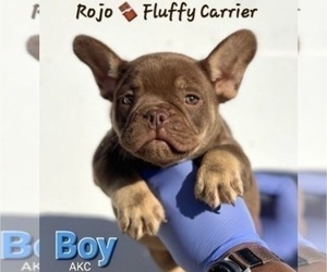 French Bulldog Puppy for sale in NASHVILLE, TN, USA