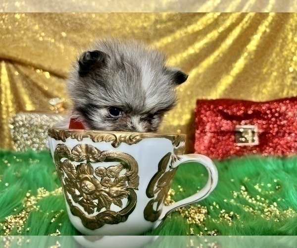 Medium Photo #19 Pomeranian Puppy For Sale in HAYWARD, CA, USA