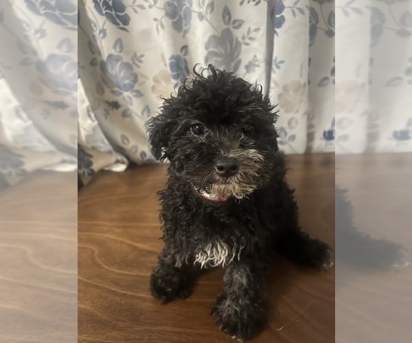 Medium Photo #12 Poodle (Miniature) Puppy For Sale in DURHAM, CT, USA